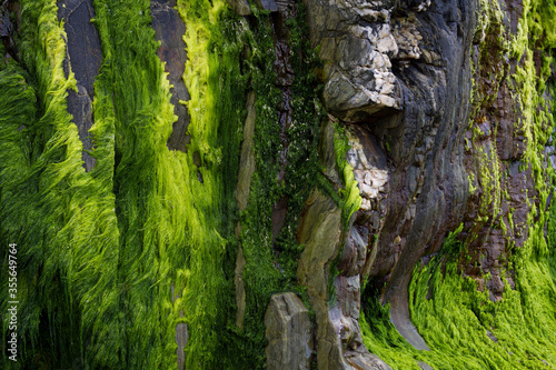 Gueirua beach, Asturias, Spain. Beach rocks covered with different tones of green moss.
