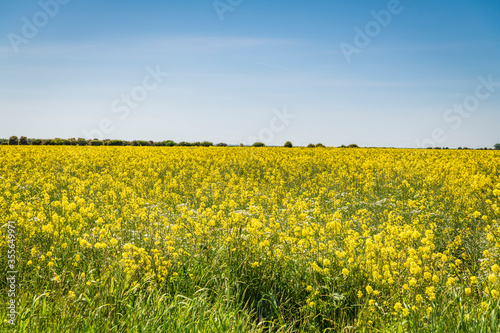 A summer, three image HDR, of a field of Rapeseed, Brassica napus, under a blue sky near Paull, Holderness, East Yorkshire. England.