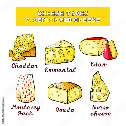 Vector illustration of cheese types and sorts