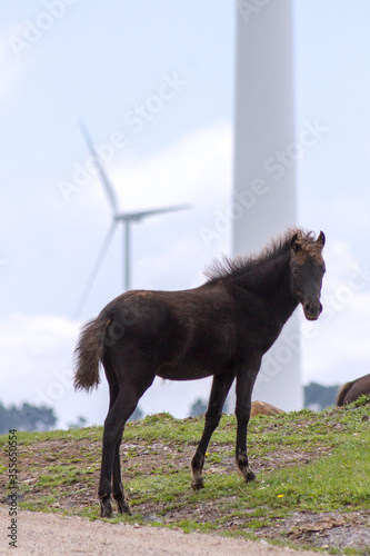 Pico Gallo, Tineo, Asturias. Wild mountain foal looking at camera with a windmill in the background. © Daniel