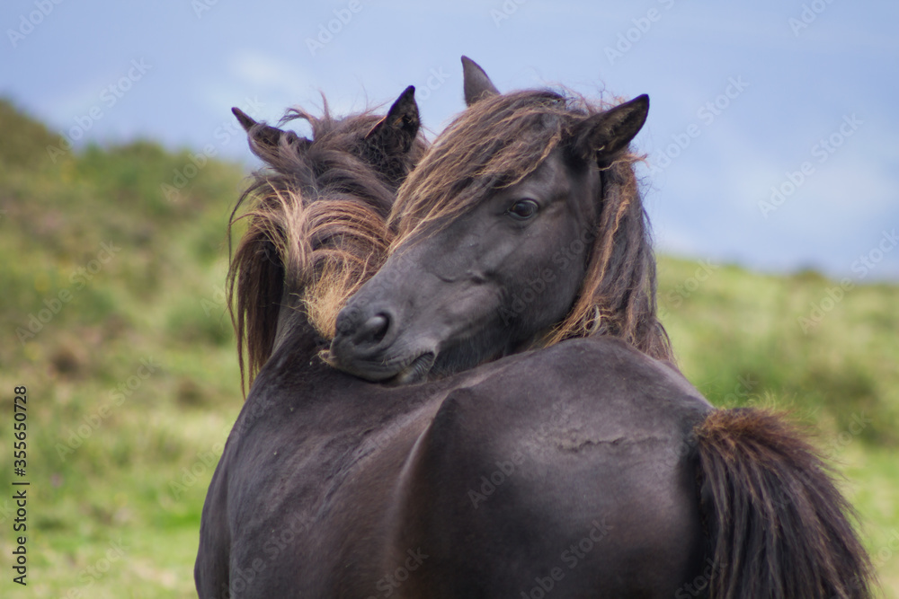Tineo, Asturias, Spain. Wild mountain ponies called Tineo, Asturias, Spain. Wild mountain ponies called