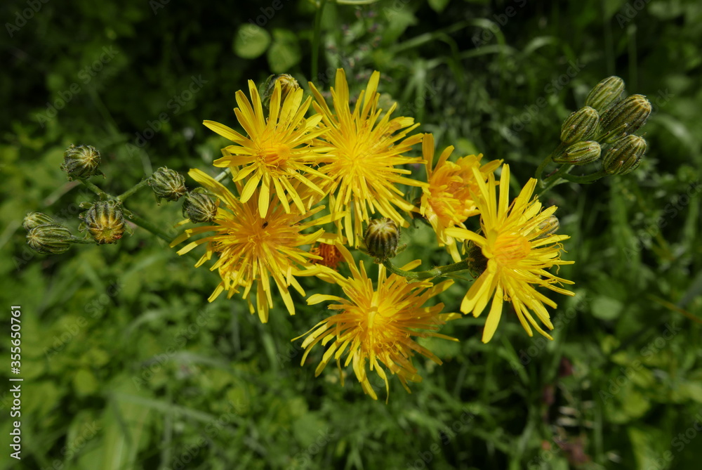 Wiesen-Pippau - Crépis biénnis - Korbblütengewächs Wiesen-Pippau - Crépis biénnis - Korbblütengewächs