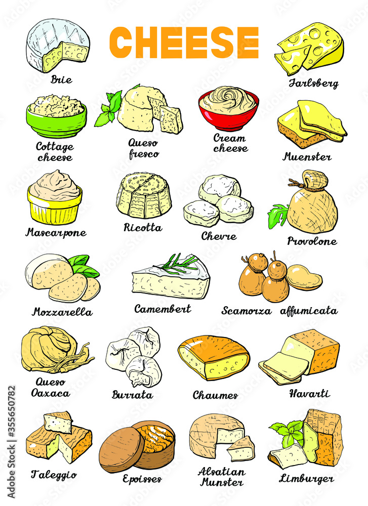 Vector illustration of cheese types and sorts