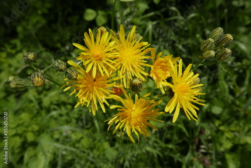 Wiesen-Pippau - Crépis biénnis - Korbblütengewächs