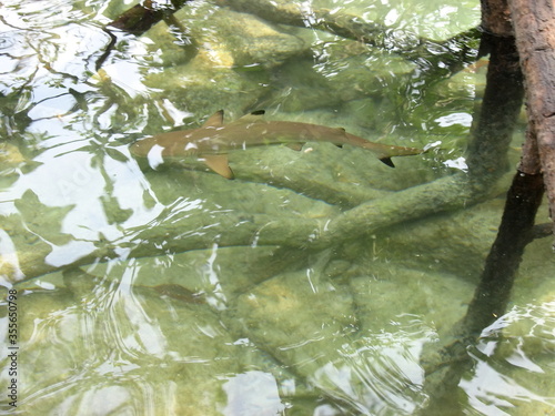 Blurred of baby shark swimming at the mangrove forest in the summer morning. Animal and nature concept.