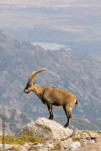 P.N. de Guadarrama, Madrid, Spain. One  male wild mountain goat standing on a rock in summer with valley in the background.
