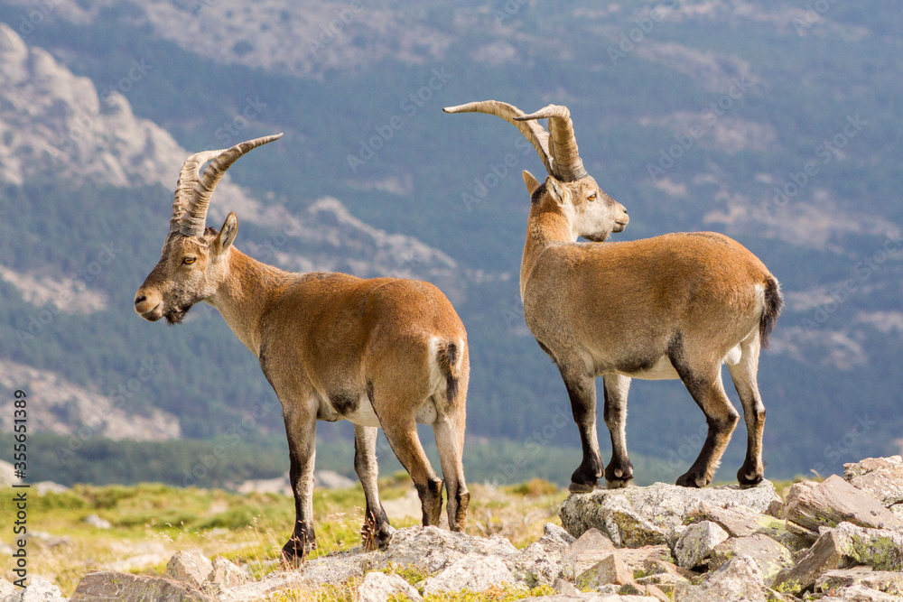 P.N. de Guadarrama, Madrid, Spain. Two  male wild mountain goats in summer with valley in the background.