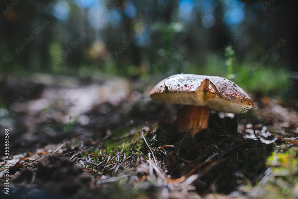 Fototapeta premium male hand reaches to pick up boletus mushroom in the forest mushroom in forest in sunny day.