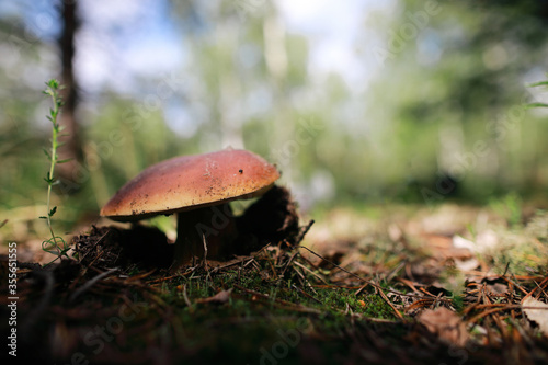 male hand reaches to pick up boletus mushroom in the forest mushroom in forest in sunny day.