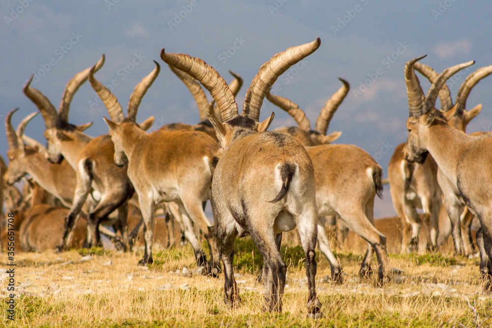 P.N. de Guadarrama, Madrid, Spain. Close up Back view of herd of male wild mountain goats with huge horns walking in summer.