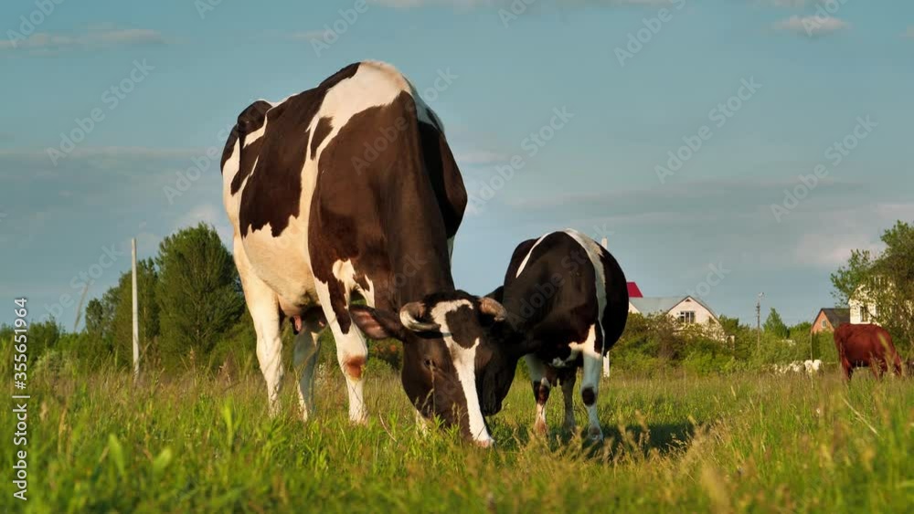Zoom Slow Motion Milk cows on the meadow Zoom Slow Motion Milk cows on the meadow