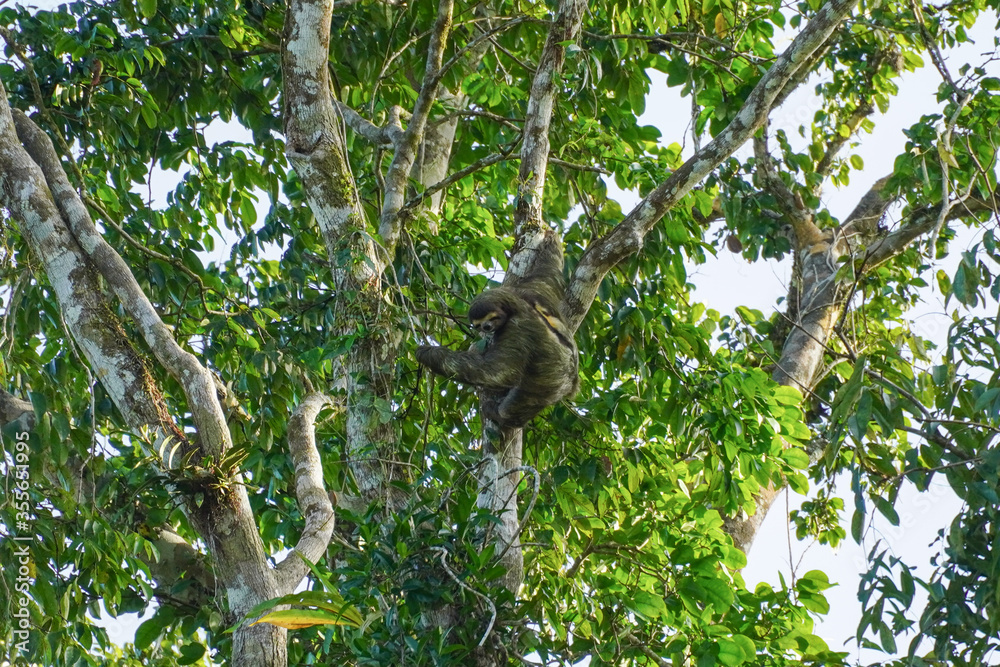 Fototapeta premium Faultier in Costa Rica