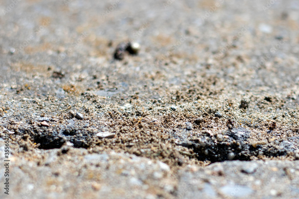 Un nid de fourmis Un nid de fourmis
