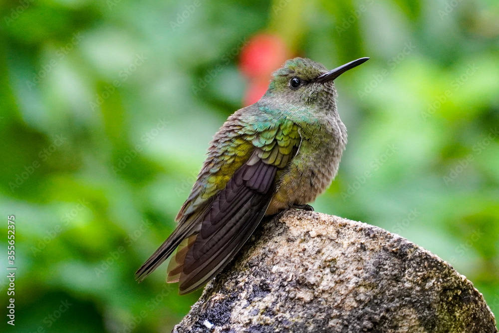 Fototapeta premium Kolibris in Costa Rica