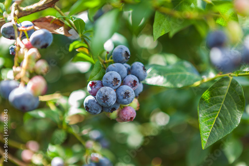 Fresh organic blueberrys on the bush at sanny day