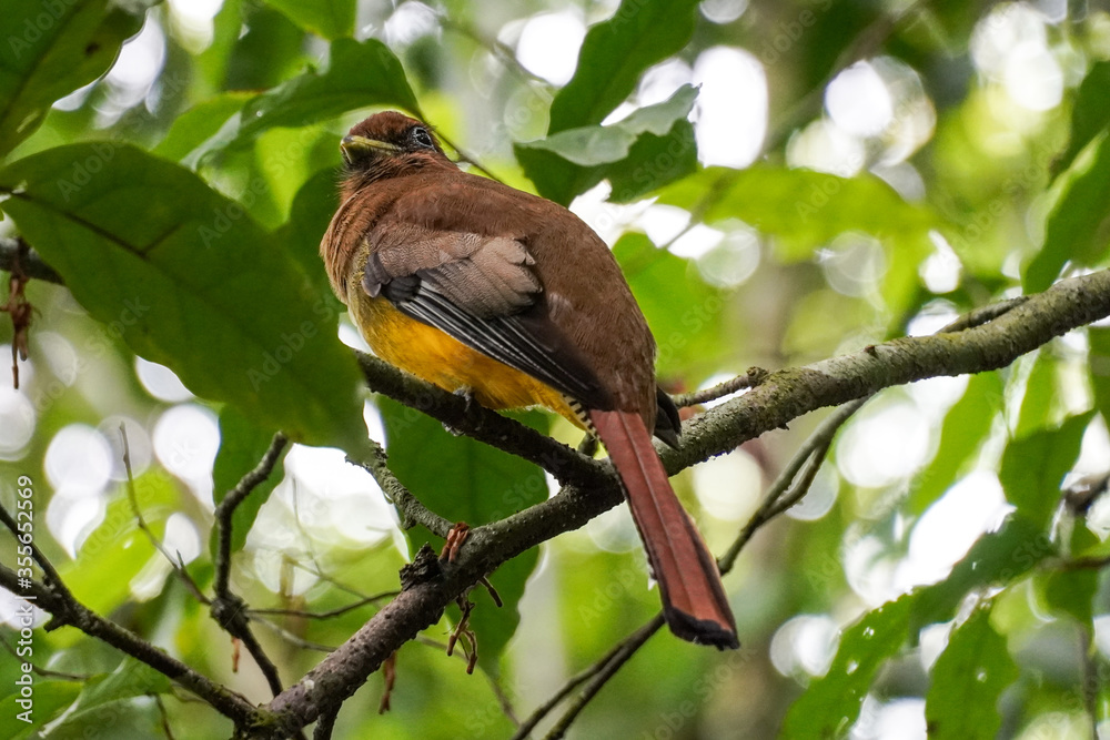 Vögel im Corcovado Nationalpark in Costa Rica Vögel im Corcovado Nationalpark in Costa Rica