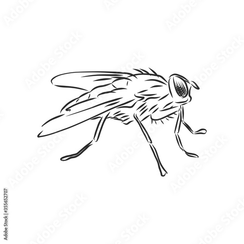 Fly insect geometric lines silhouette isolated on white background vintage vector design element illustration, fly, vector sketch illustration