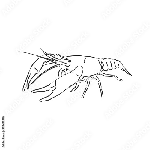 Hand drawn crayfish cancer with simple decor on white isolated background. River animal. cancer animal, vector sketch illustration