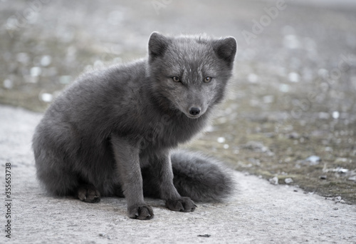 Arctic blue fox with dark grey fur in the Russian settlement 