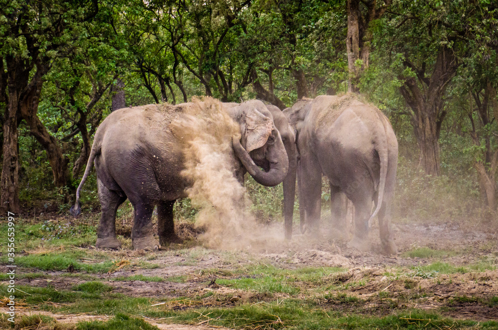 Fototapeta premium Two Asian elephants spraying dust at Chitwan National Park in Nepal.