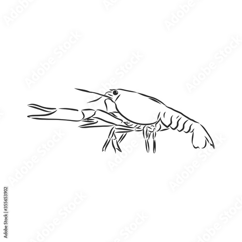 Hand drawn crayfish cancer with simple decor on white isolated background. River animal. cancer animal, vector sketch illustration