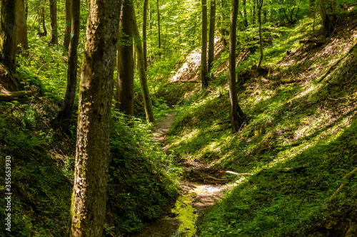 Hiking trail though the Palatinate forest nearby Pirmasens