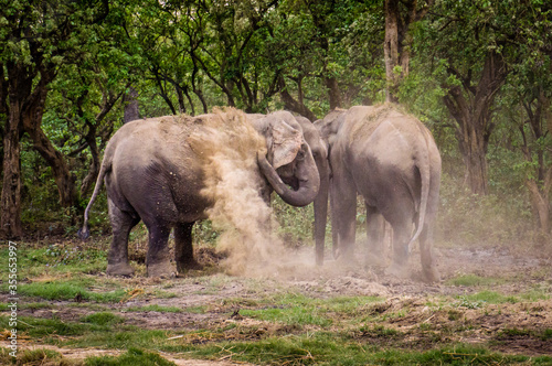 Two Asian elephants spraying dust at Chitwan National Park in Nepal.