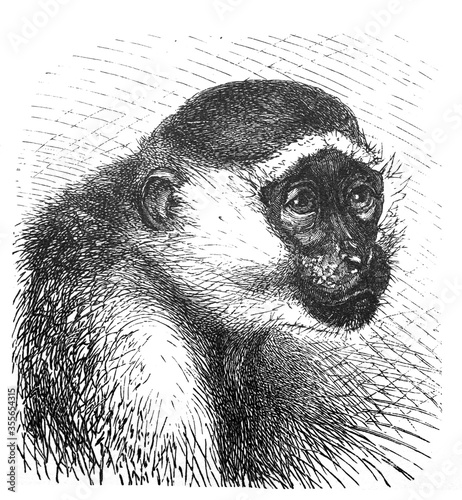 Vervet monkey (ceroptithecus sabaeus) / Antique engraved illustration from Brockhaus Konversations-Lexikon 1908 photo