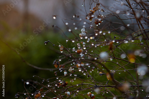 Autumn morning- blurry background,  branches covered with dew drops
