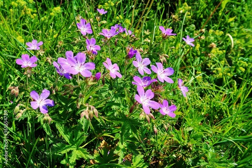 Wiesen-Storchschnabel  Geranium pratense  Blaues Schnabelkraut 