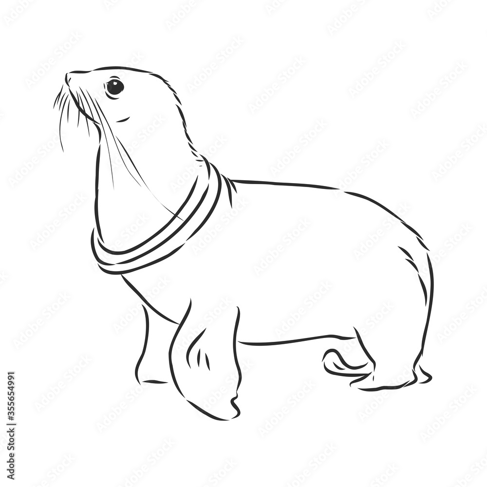 funny sketch of a sea lion augmented with bodypositive inscription. Navy seal animal, vector sketch illustration funny sketch of a sea lion augmented with bodypositive inscription. Navy seal animal, vector sketch illustration