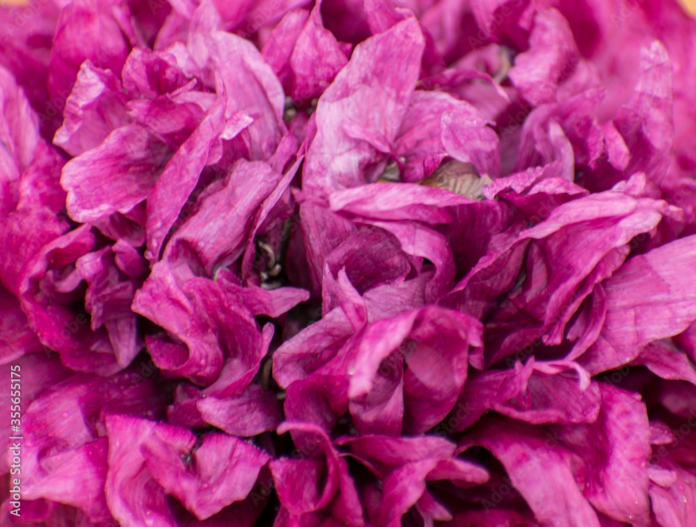 Fleur de pavot
Fleur de pavot