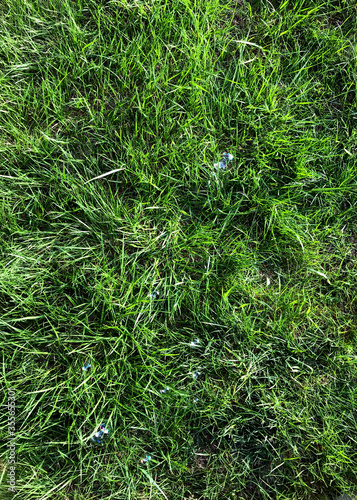 Background of a green grass, lawn with soap bubble.