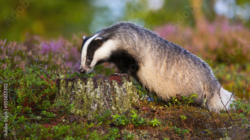 European badger, meles meles, standing on a stump and sniffing with snout in summer at sunrise. Wild animal searching for food on the ground in forest. Black and white carnivore in nature.