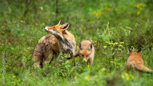Protective red fox, vulpes vulpes, mother guarding her playing cubs on green glade in nature. Furry mammal predator looking upwards in summer forest.