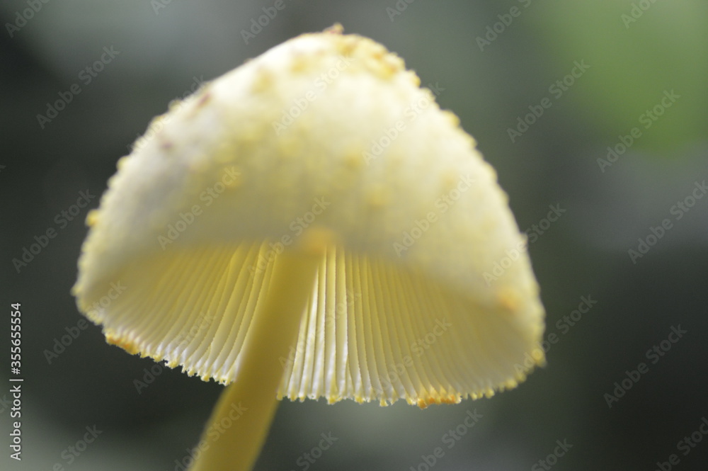 Foto Seta amarilla pequeña de maceta