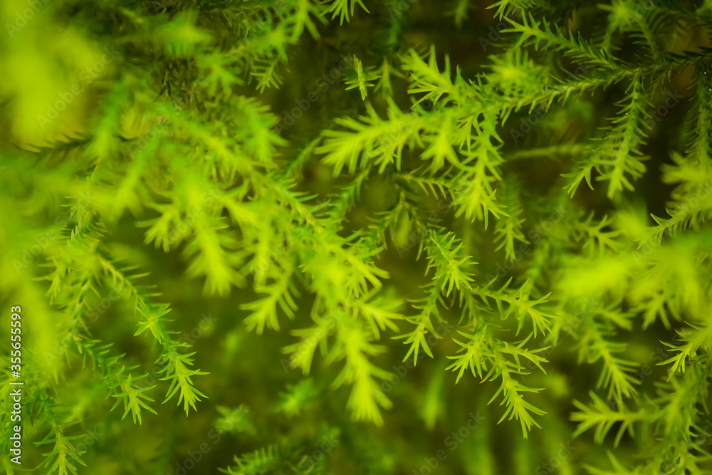 Closeup image of Lemon cypress plant for background or texture. Green plant texture. Closeup image of Lemon cypress plant for background or texture. Green plant texture.