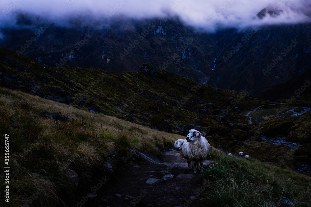 Obraz premium A moody image of a sheep on a dark background on a trail to Annapurna Base Camp in Nepal. Sheep are a source of livelihoods for communities in the high Himalayan region of Nepal. 
