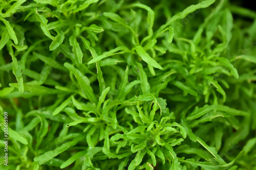 Closeup image of small green leaves for background or texture. Green leaf texture.