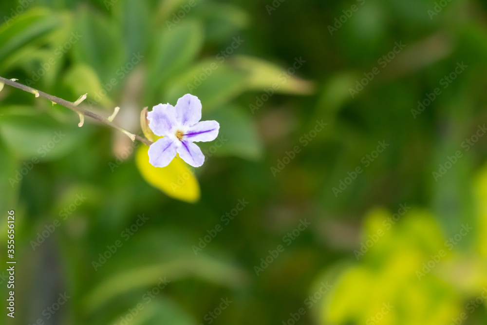 Close - up a violet flower or Duranta Repens L Close - up a violet flower or Duranta Repens L