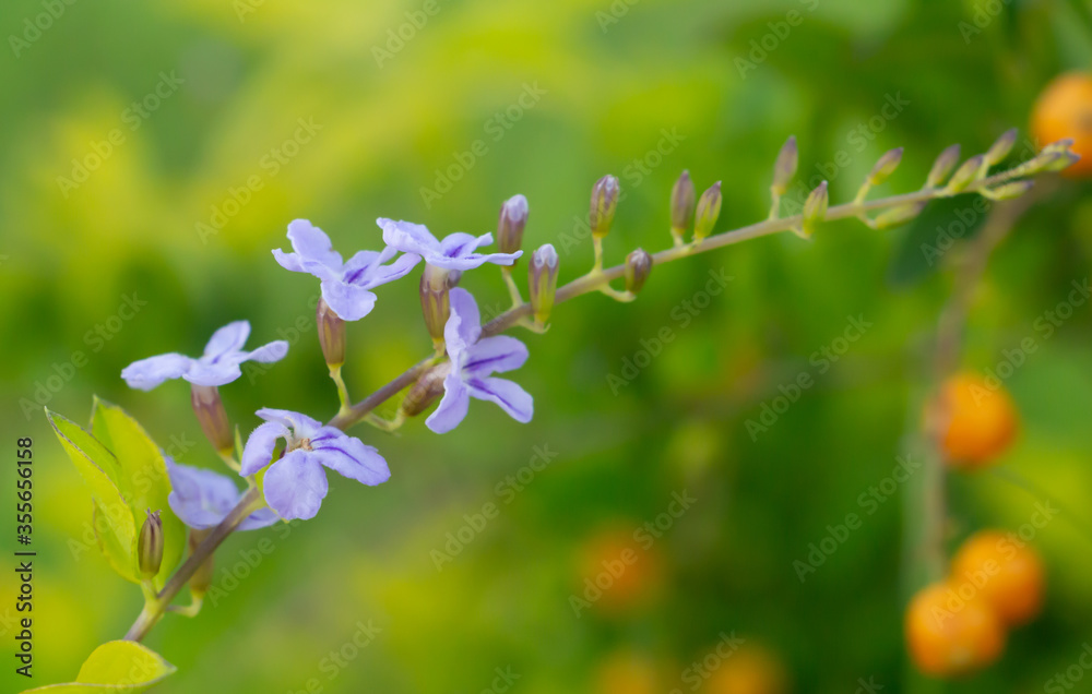 Close - up a violet flower or Duranta Repens L Close - up a violet flower or Duranta Repens L