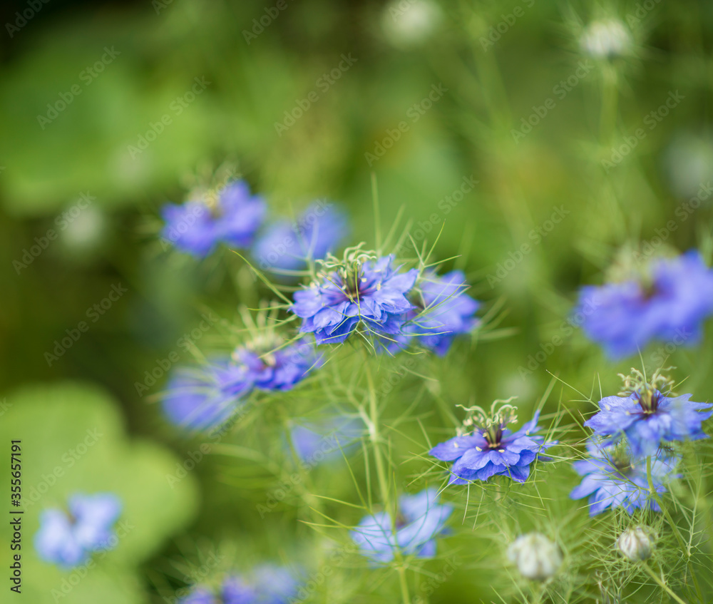 Nigelle cultivée Nigelle cultivée