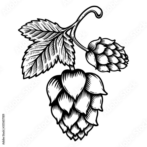Illustration of beer hop cone in engraving style. Design element for logo, label, sign, emblem, poster.