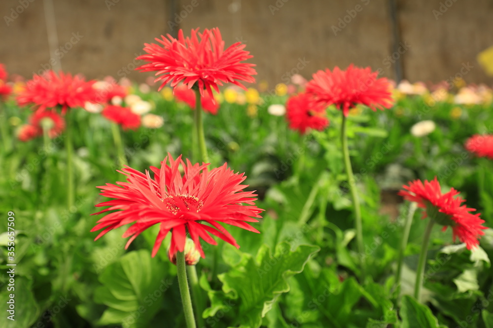 African chrysanthemum are in the greenhouse African chrysanthemum are in the greenhouse