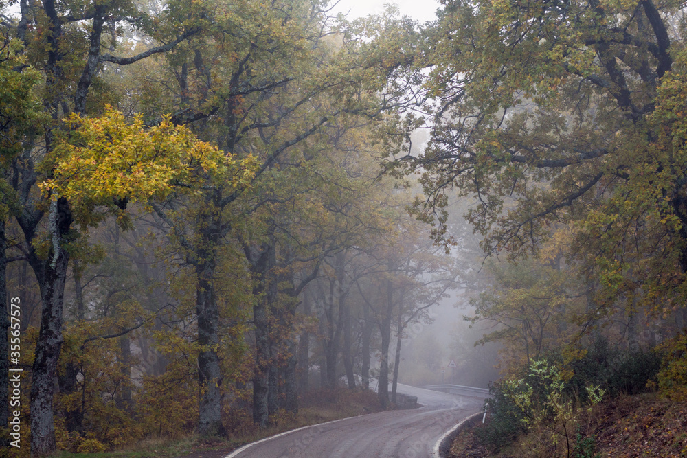 Obraz premium Horizontal view of a scary autumn oak forest with empty road in the fog.