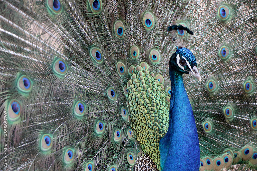 Obraz premium Close up of a beautiful Indian peafowl with an open tail