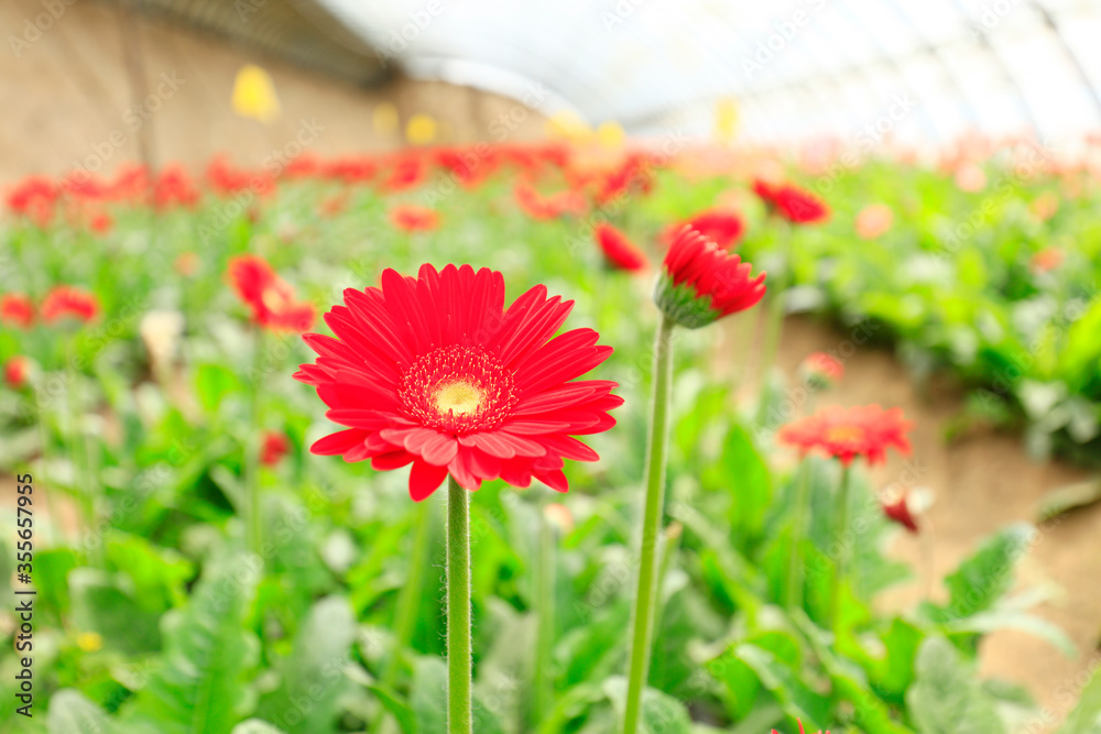 African chrysanthemum are in the greenhouse