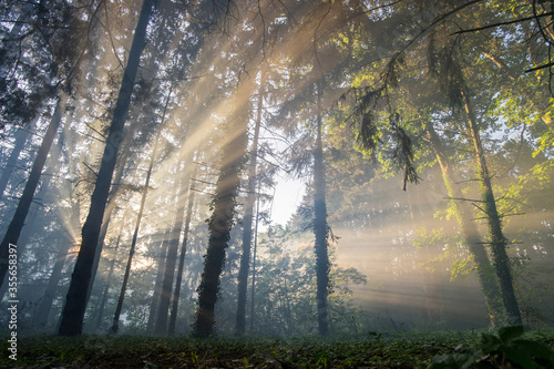 Fototapeta Naklejka Na Ścianę i Meble -  Beautiful golden hour sun rays shining through forest fog