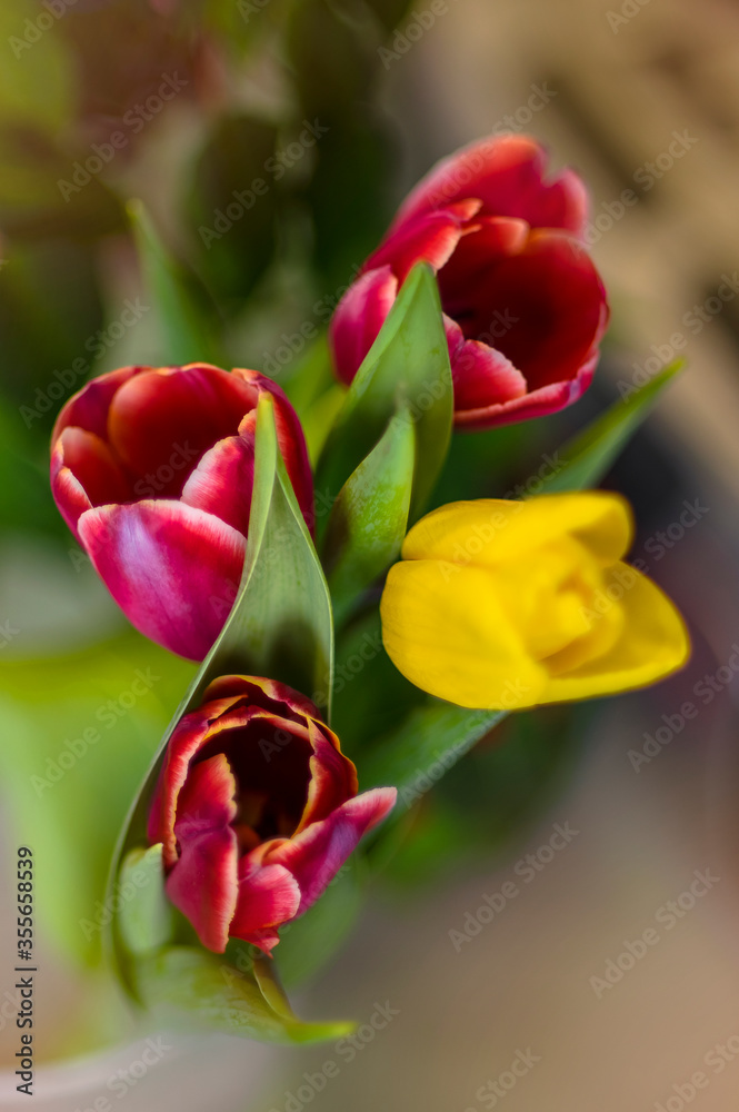 Blurry background - beautiful bouquet of colorful tulips.