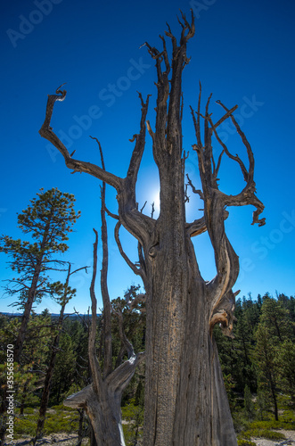 dead tree in the middle of nowhere